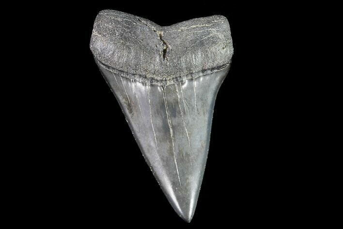 Fossil Mako Shark Tooth - South Carolina #72832